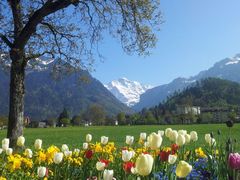 interlaken_blumen_switzerland1.jpg